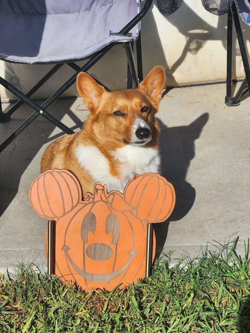 Corgi dog sitting behind a Halloween-themed pumpkin decoration on grass.