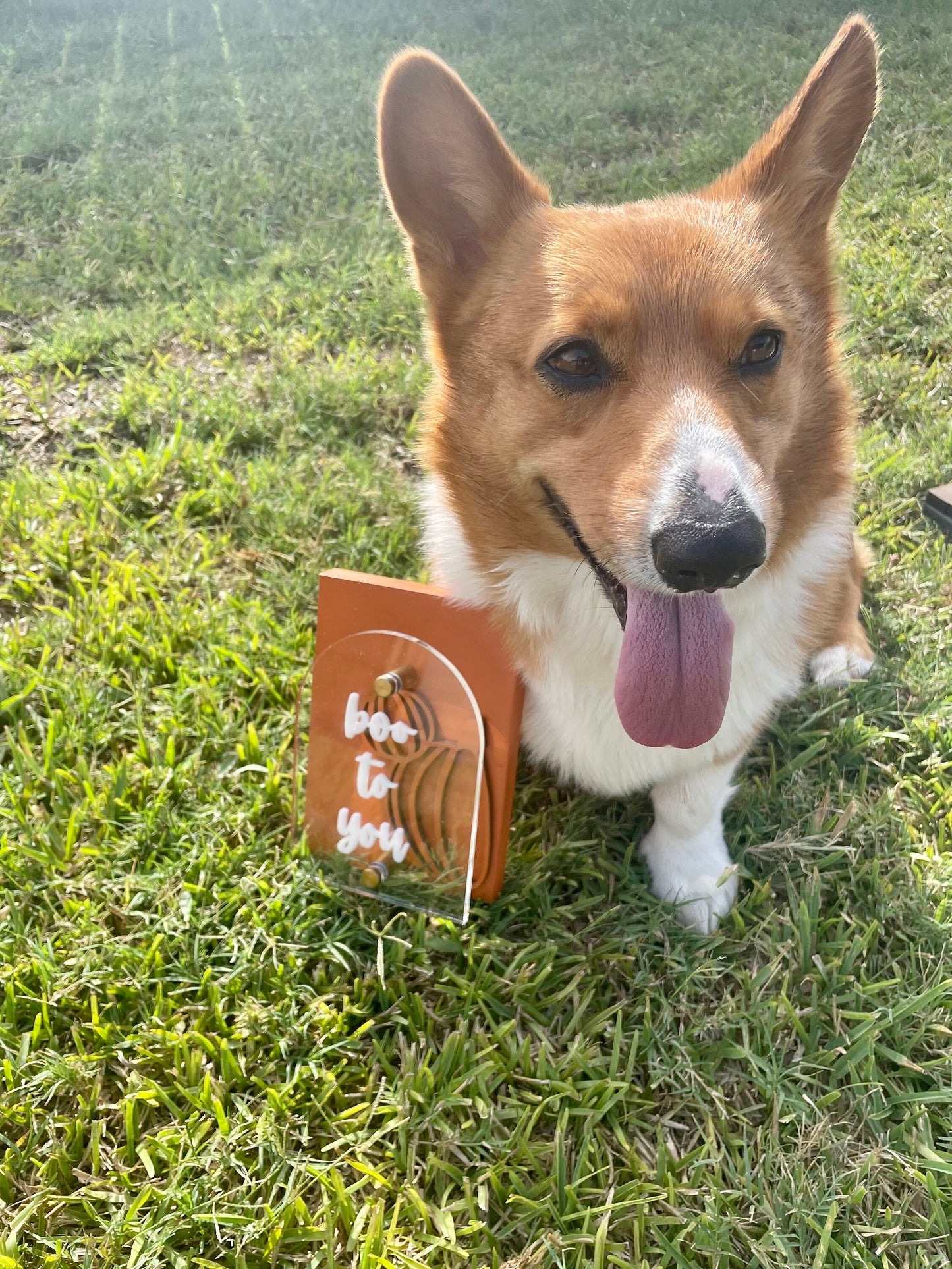 Corgi dog with a wooden toy on grass