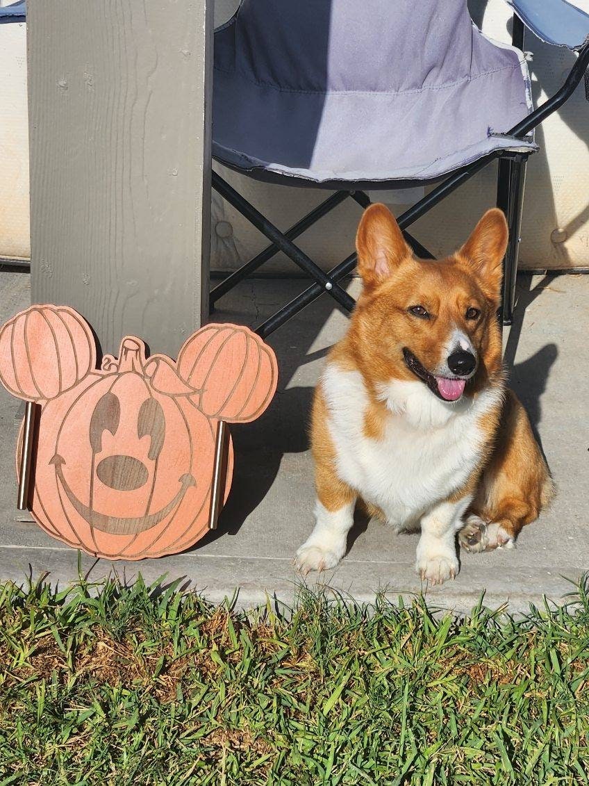 Dog sitting next to a decorative pumpkin with a face on a wooden deck.